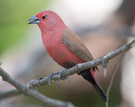 Jamesons Firefinch male